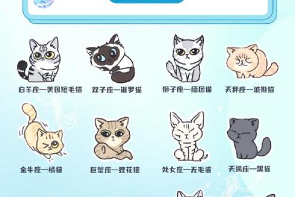 十二星座适合养什么便宜的猫咪和宠物