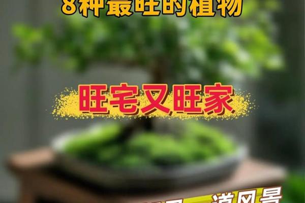房子外种什么植物更好风水
