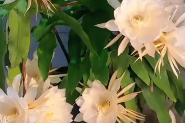 风水讲究，家里面养昙花好不好