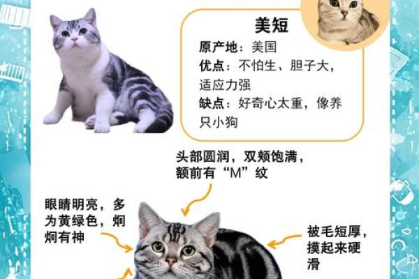 美短八字