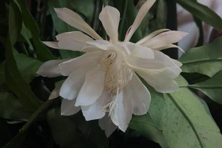 风水讲究，家里面养昙花好不好