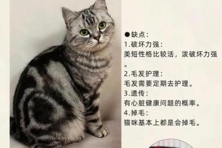 美短八字