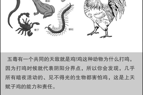 公鸡的风水作用