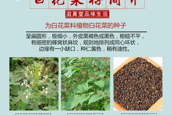 菜籽的风水作用