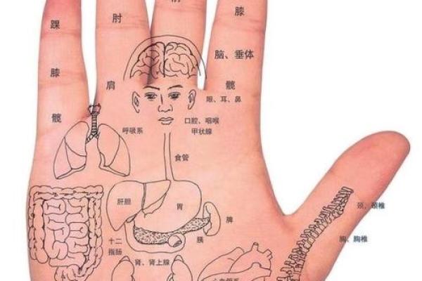 看手纹测命运图解 手相学图解算命大全