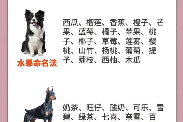 下午四点出生的属狗男孩怎么取名，用什么字好姓名