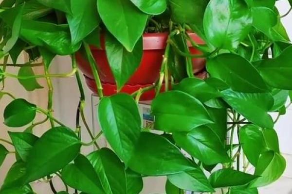 养绿萝风水