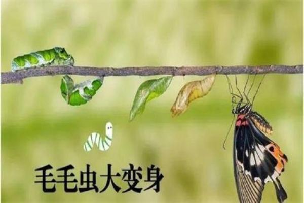 “蝶双网”——专业的百科知识平台