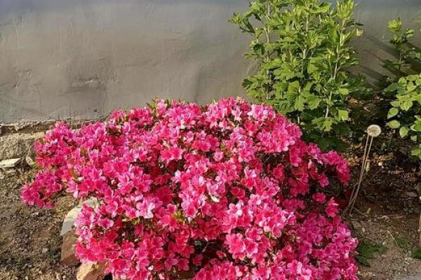 八字围花