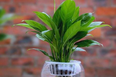 办公室摆放吉祥树好处摆放风水植物