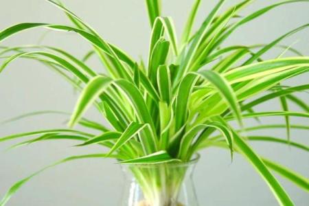 有哪些植物可以改变风水呢？