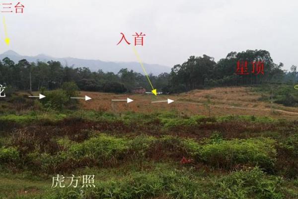 房子上面有大蜘蛛好吗风水