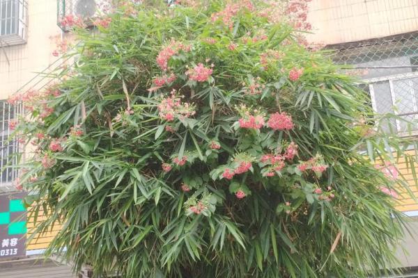 风水竹子开花意味着有灾祸发生吗