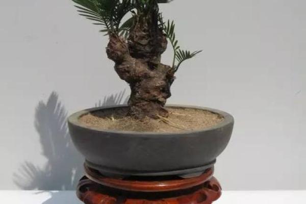 玻璃房子风水植物图片
