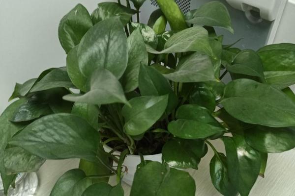 办公室风水植物_老板的办公室要放什么植物