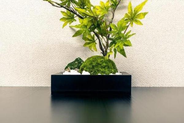 办公室风水植物_老板的办公室要放什么植物