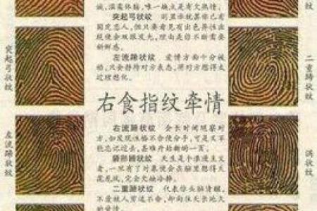 指纹算命,十个斗手指纹算命图解