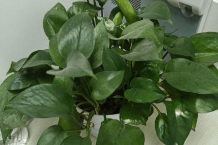 办公室风水植物_老板的办公室要放什么植物