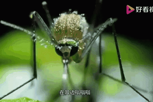 十二星座他们最怕哪些虫子
