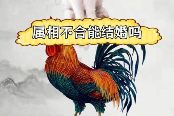 1969年属什么生肖配对 属鸡人的命运如何