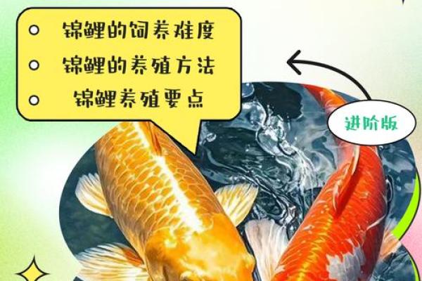 锦鲤风水_锦鲤养13条是什么意思