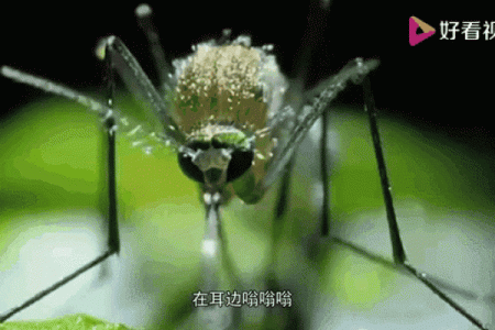 十二星座他们最怕哪些虫子