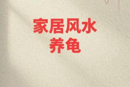 家里养乌龟需注意哪些风水问题
