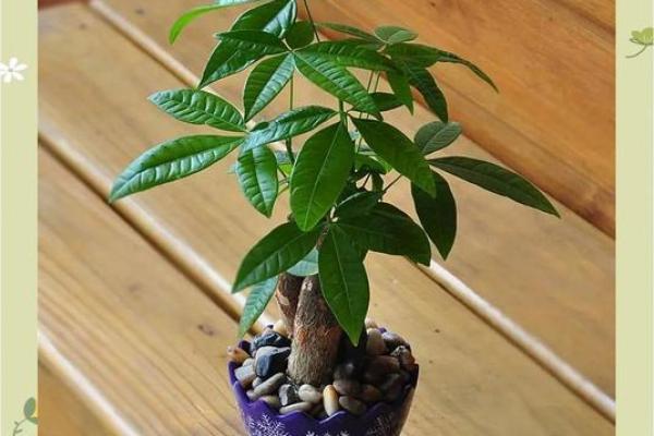 买了发财树，不要把方位摆错了
