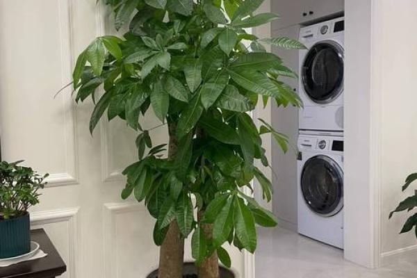 必须知道的风水植物优点有哪些？