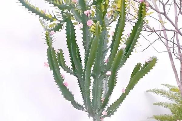 必须知道的风水植物优点有哪些？
