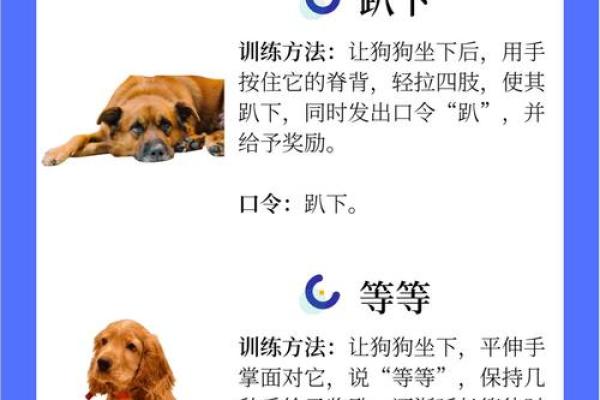 狗狗八字