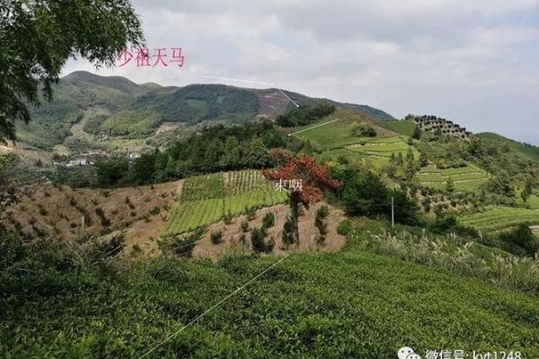 祖坟风水出现蛇鼠洞如何处理？