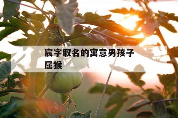 傍晚7点出生的属猴男孩要如何起名，适合用什么字姓名