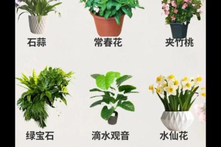 假花不要摆放在家里的哪里，有哪些风水讲究呢