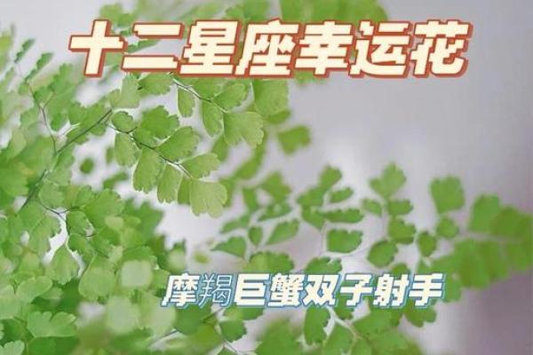 十二星座什么植物最适合养家