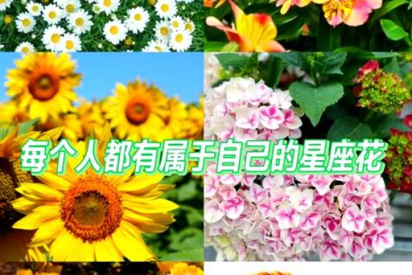 十二星座什么植物最适合养家