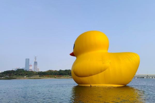 小黄鸭 风水