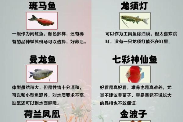 养鱼的喜忌：家庭养鱼风水讲究