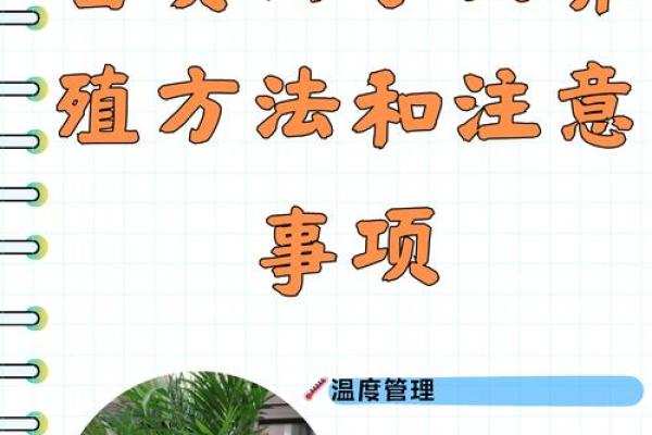 富贵椰子的风水寓意
