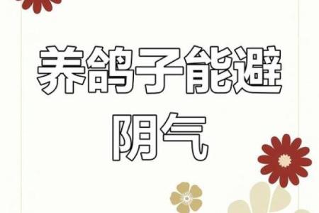 养鸽子与风水家庭和谐的源泉