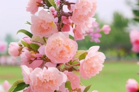 办公室女性招桃花运风水布局 用了桃花运简直不要太好