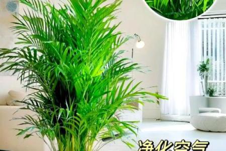 富贵椰子的风水寓意