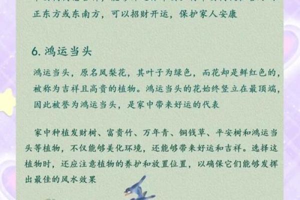 如何通过养植物改善室内风水