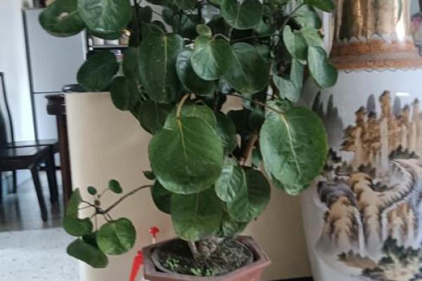 如何通过养植物改善室内风水