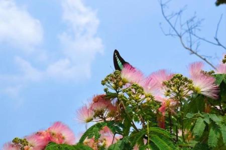 12星座代表的花，秋天的叶子是什么座