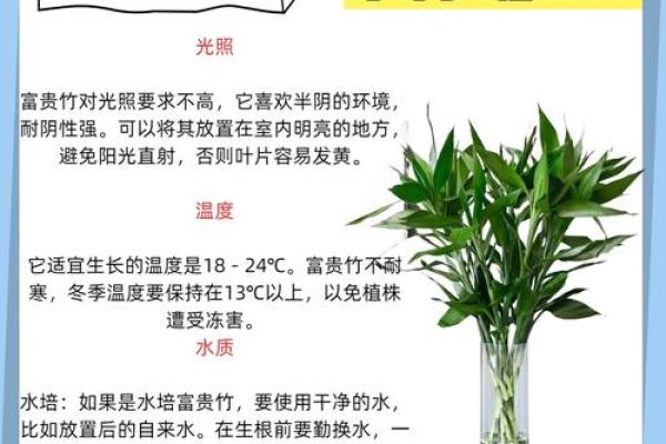 风水上富贵竹养多少颗比较旺财
