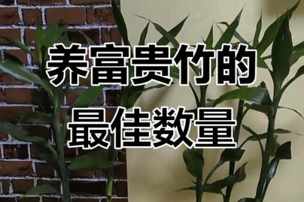 风水上富贵竹养多少颗比较旺财