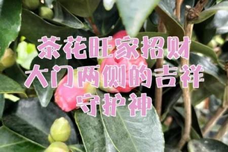 种茶花的风水
