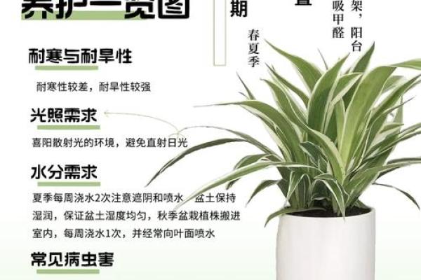 办公室吊兰摆放风水攻略为您营造舒适办公环境