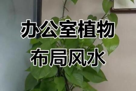 办公室风水绿植有哪些选择适合